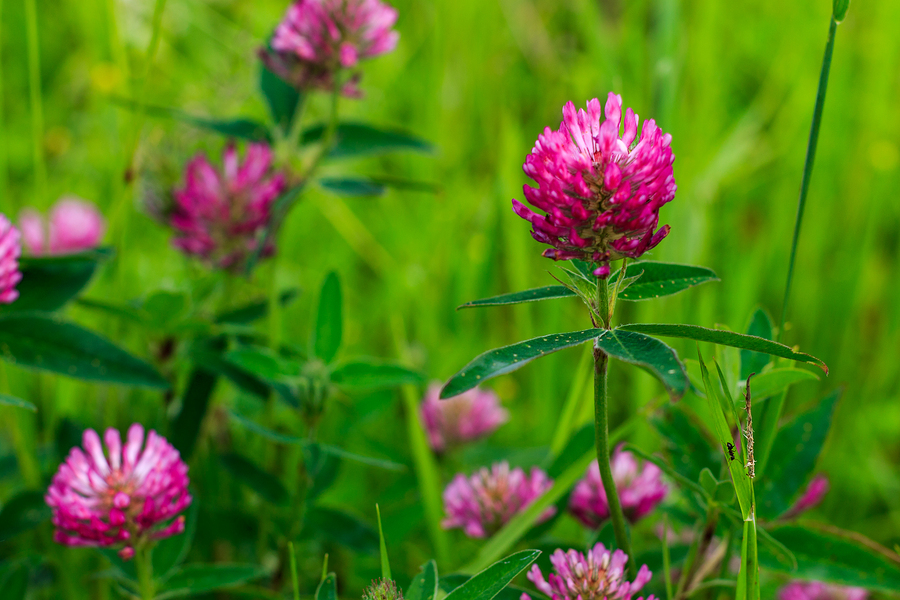Red Clover for a healthy you