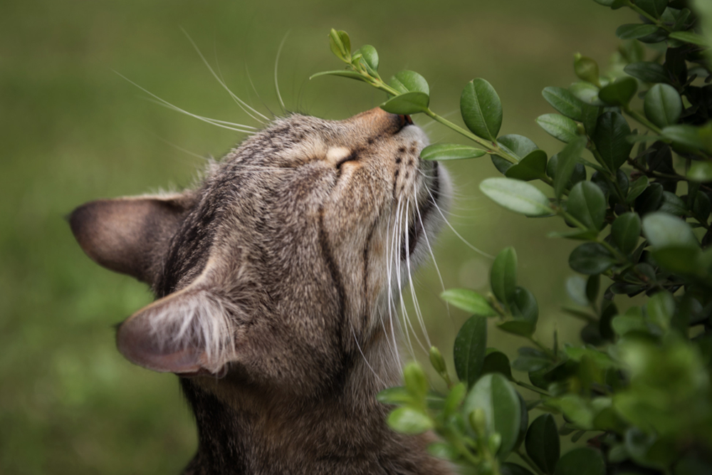 Herbs and Pets: Don't Put Your Pet's Health at Risk, image of a cat smelling a plant