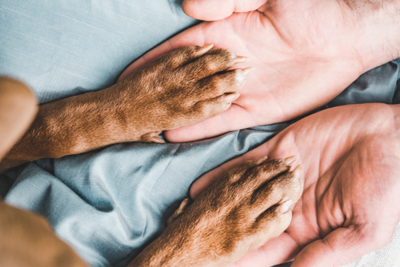 Holistic Medicine and Your Pets, image of man holding his dogs paws