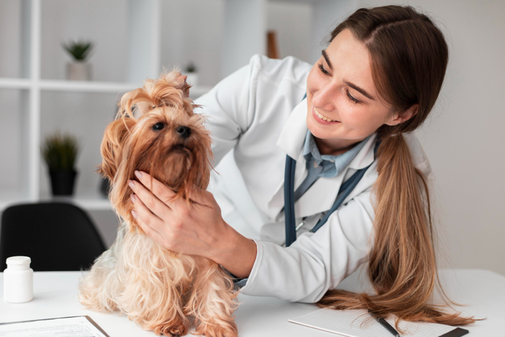 Pets Can Benefit from Vitamin Supplementation, image of a vet and a dog during an appointment