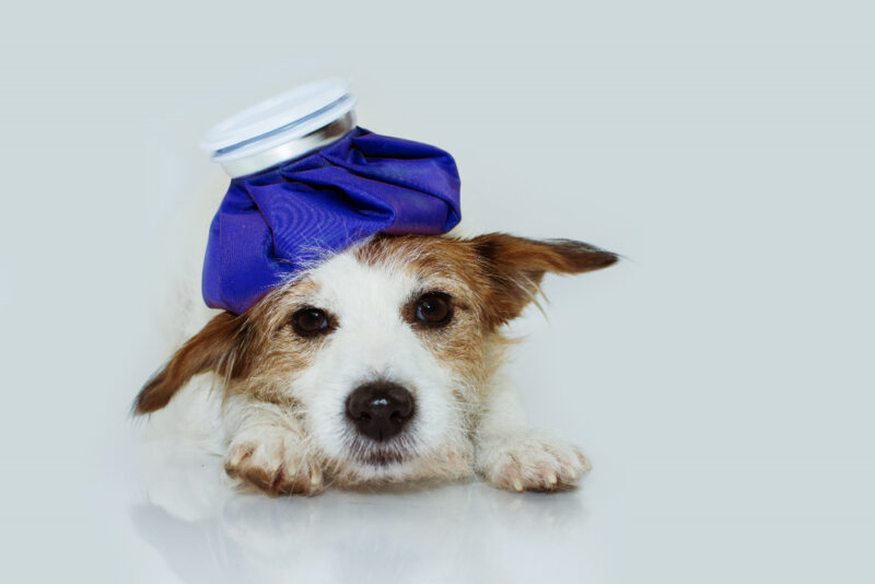 A Holistic First Aid Kit for Pets, image of a dog with a ice pack on its head