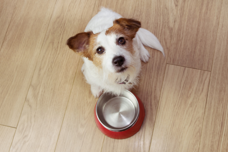 The-Grain-Free-Food-Debate---Good,-Bad-or-Indifferent, image of a dog in front of his bowl