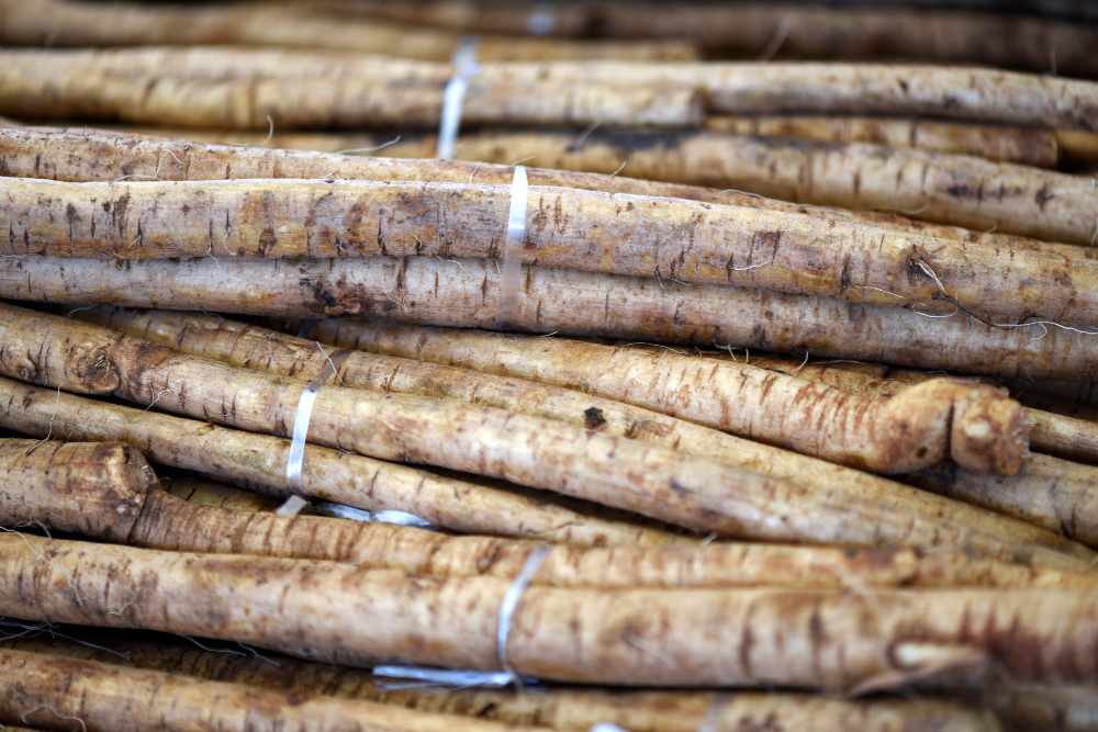 Help Keep Your Skin in Balance with Burdock Root picture shows bunches of burdock roots bundled and stacked horizontally