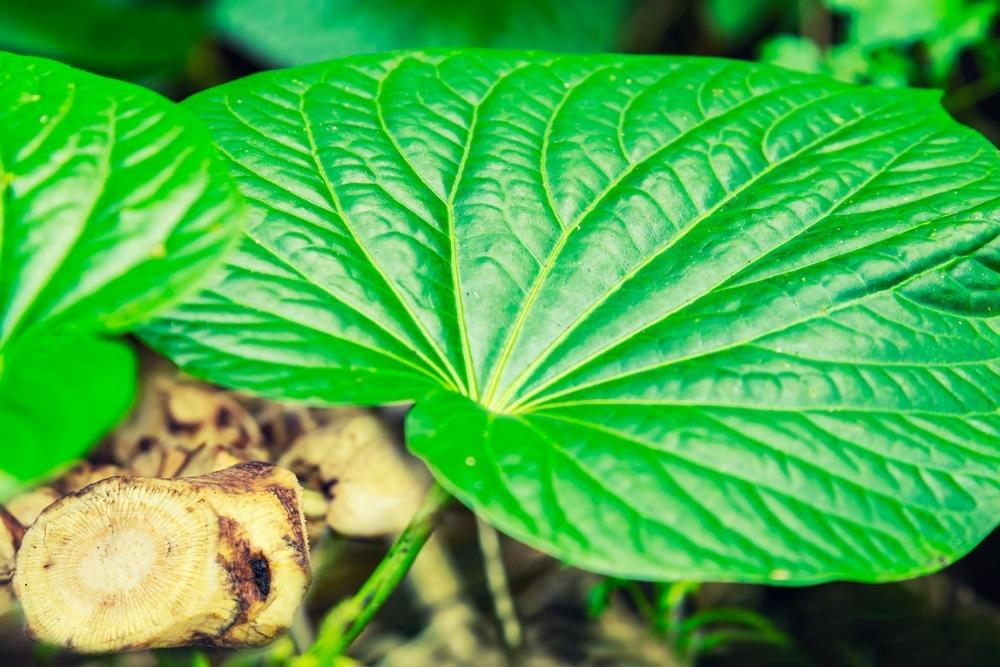 Kava: A Healing Herb of the Pacific Islands, image of a kava leaf