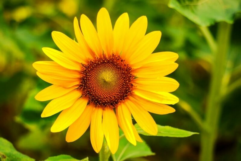Sacred Geometry: Understanding the Interconnectedness of Nature and Health, image of a sunflower