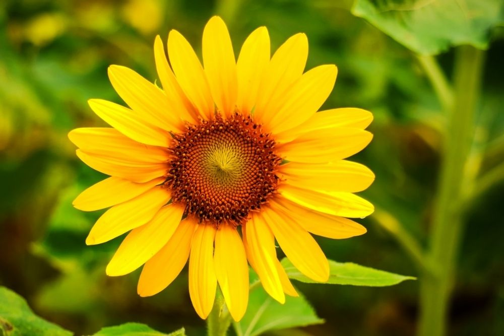 Sacred Geometry Understanding the Interconnectedness of Nature and Health image of a sunflower