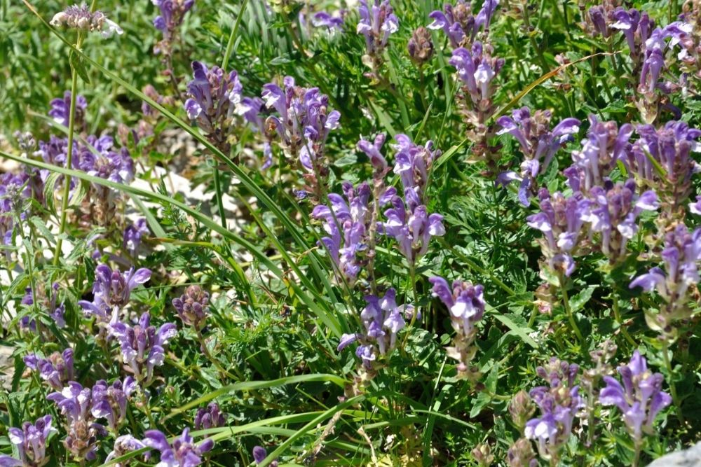 Skullcap Herb Soothes Tension and Supports Wellness, image of skullcap herbs outside growing
