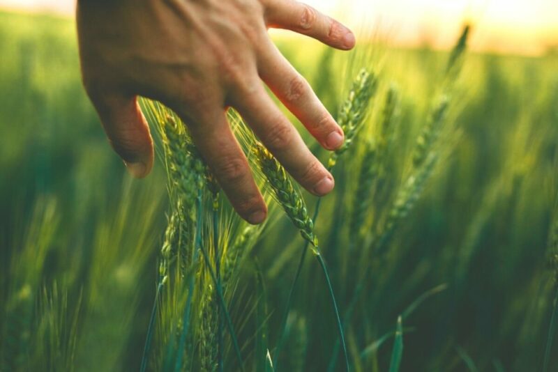 Regenerative Agriculture-A Holistic, Symbiotic Solution for a World in Crisis, image of a hand in a field of wheat.