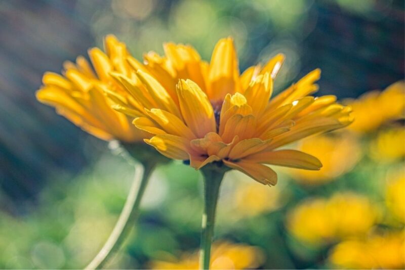 Calendula - Herbal Remedy for the Skin and So Much More, image of Calendula flower