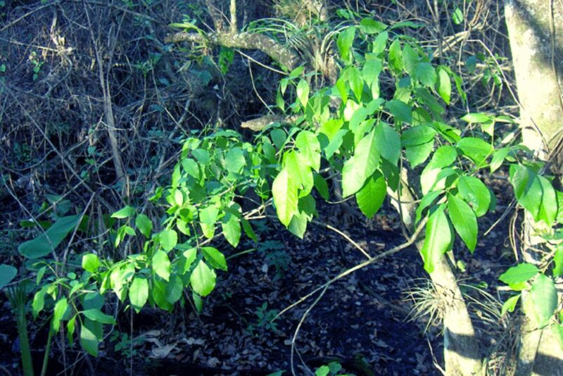 Traditional Herbal Remedy-Jamaica Dogwood