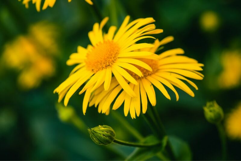 Image of 2 yellow Arnica flowers on a bigger plant
