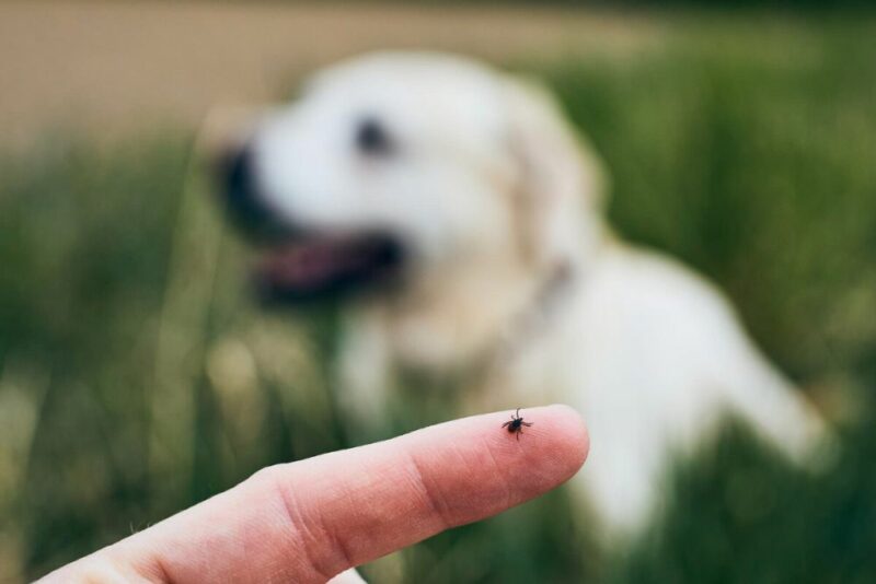 White dog in the background laying in the green grass while there is a tick on a finger in front of the dog